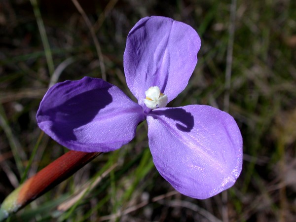 Wild Flower